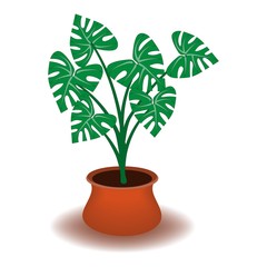 Monstera. houseplant in a pot. color poster. tropical plant with leaky leaves