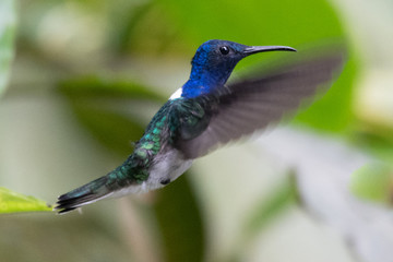 Blue hummingbird Violet Sabrewing flying next to beautiful red flower. Tinny bird fly in jungle. Wildlife in tropic Costa Rica. Two bird sucking nectar from bloom in the forest. Bird behaviour
