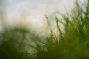Obraz na płótnie Canvas green grass and sky