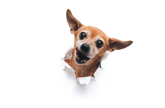 Funny bug-eyed muzzle. The head of old dog through a hole on a white torn paper background. Russian Toy Terrier. ?opy space, isolated. Concept of spy, curiosity and snoop. Appetite and lick.