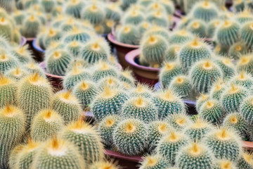 Green and yellow Succulents, cacti, cactuses  background