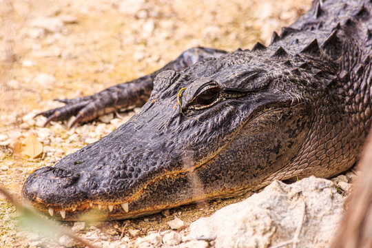 Close up picture of aligator head with teeth in the Everglades in spring