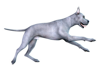 Obraz na płótnie Canvas 3D Rendering Blue Grat Dane Dog on White