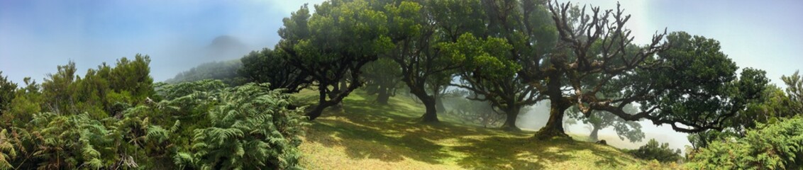Mystical ancient laurel tree covered with perennial moss. panoramic shooting. Madeira Island Portugal.