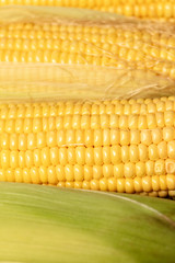 Fresh maize corn, close up background , vertical composition