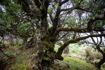 The mighty branches of an ancient laurel tree close-up