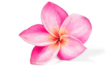 Single Pink frangipani flower or plumeria on white background , isolated