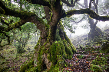 Mystic rainforest. Bay trees covered with perennial moss.