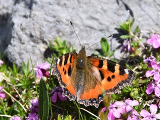Kleiner Fuchs