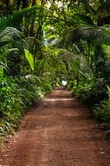 Ground rural road in the middle of tropical jungle, Seychelles, vertical composition.