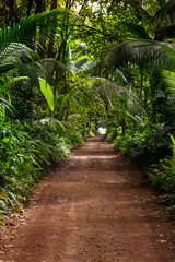 Ground rural road in the middle of tropical jungle, Seychelles, vertical composition. © 18042011