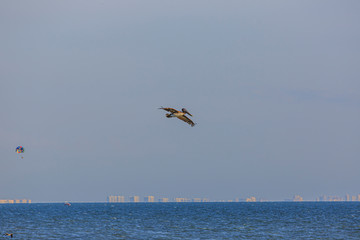 Fototapeta na wymiar Flying Pelican bird watching for fish at shore of Gulf of Mexico in Florida in spring