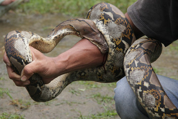 Python is biting his hand until bled. Python or true Python is a genus of pythons which includes...