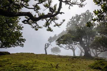 Bay trees covered with perennial moss in the fog