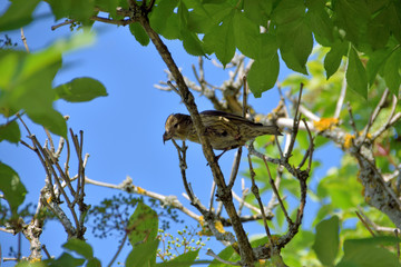 Fichtenkreuzschnabel