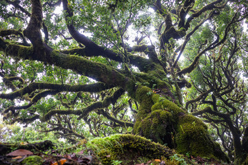 Mystical ancient laurel tree covered with perennial moss. Laurisilva forest. Madeira Island...