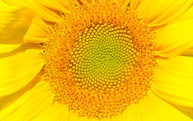 Close- up of sunflower.orange color flower