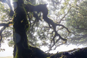 Mystical ancient laurel tree covered with perennial moss. Laurisilva forest. Madeira Island...