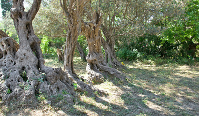 Fototapeta premium Ancient olive trees on Naxos,Greece