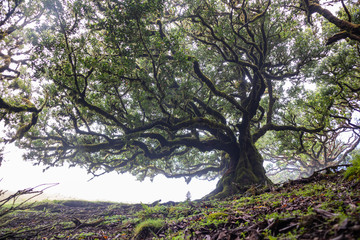 Mystical ancient laurel tree covered with perennial moss. Laurisilva forest. Madeira Island Portugal.