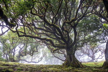 Mystical ancient laurel tree covered with perennial moss. Laurisilva forest. Madeira Island Portugal.