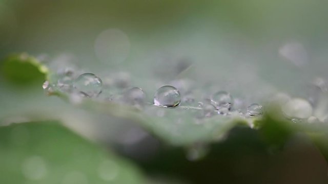 Macro Raindrops On Leaf