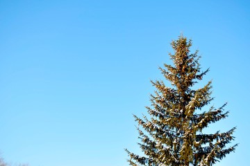 Beautiful spring nature background. Branches of spruce with cones and snow on the soft blue background of the sky. For spring postcards with copy space