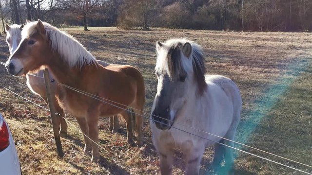 two ponys 