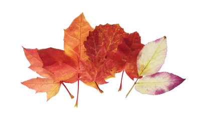 Autumn leaves decorative
