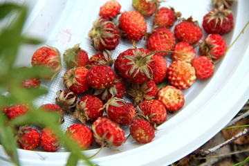 Bright sweet berries on white