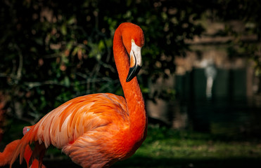 Flamencos en el Zoo de Madrid, España