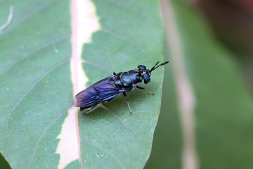 Insect on the green leaf