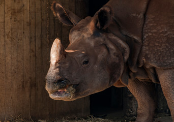 Naklejka premium Rinoceronte en el Zoo de Madrid, España