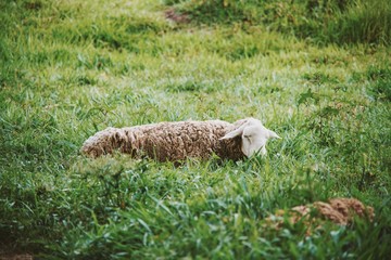 sheep on the grass