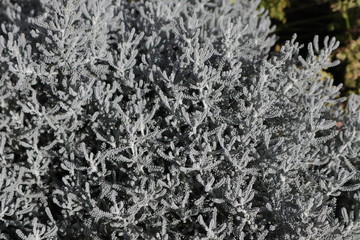 Silber, Pflanze, Silberpflanze