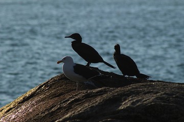 Seagull standing on a rock in the sea, on the beach of Algarrobo, Chile.
