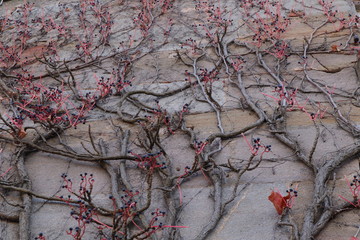 wilder Wein, Hausfassade, 