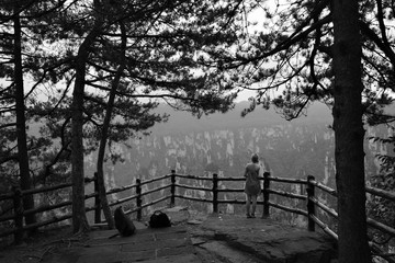 Pine trees in black and white