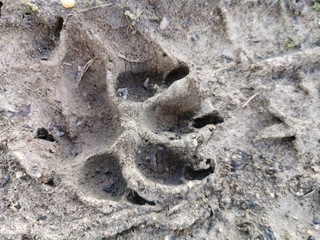 Deep dog´s paw in the mud - tiefer Abdruck einer Hundepfote im Matsch