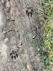 A dog´s paw prints in the mud - Abdruck einer Hundepfote im Matsch