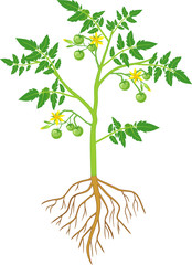 Tomato plant with green leaf, yellow flowers, unripe green tomatoes and root system isolated on white background