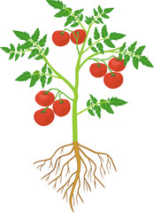 Tomato plant with green leaf, ripe red tomatoes and root system isolated on white background