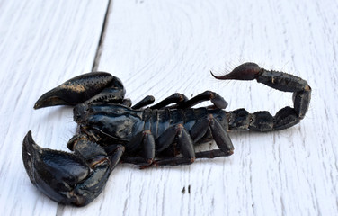 A large black scorpion on a white wooden table