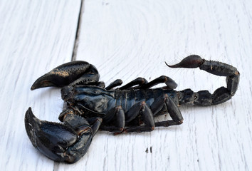 A large black scorpion on a white wooden table