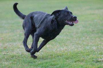 Junger Labrador rennt über eine Wiese