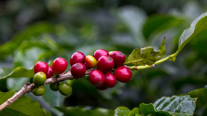 coffee beans before harvest, Alajuela region, Costa Rica