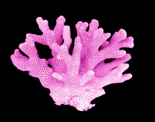 Coral isolated on black background © Dmitry