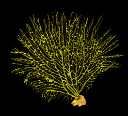 coral isolated on white background © Dmitry