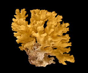 Coral isolated on black background © Dmitry