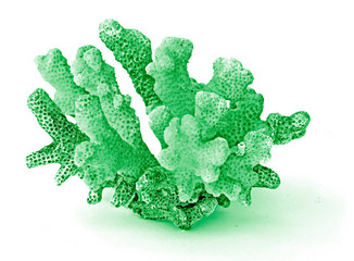 Coral isolated on white background © Dmitry